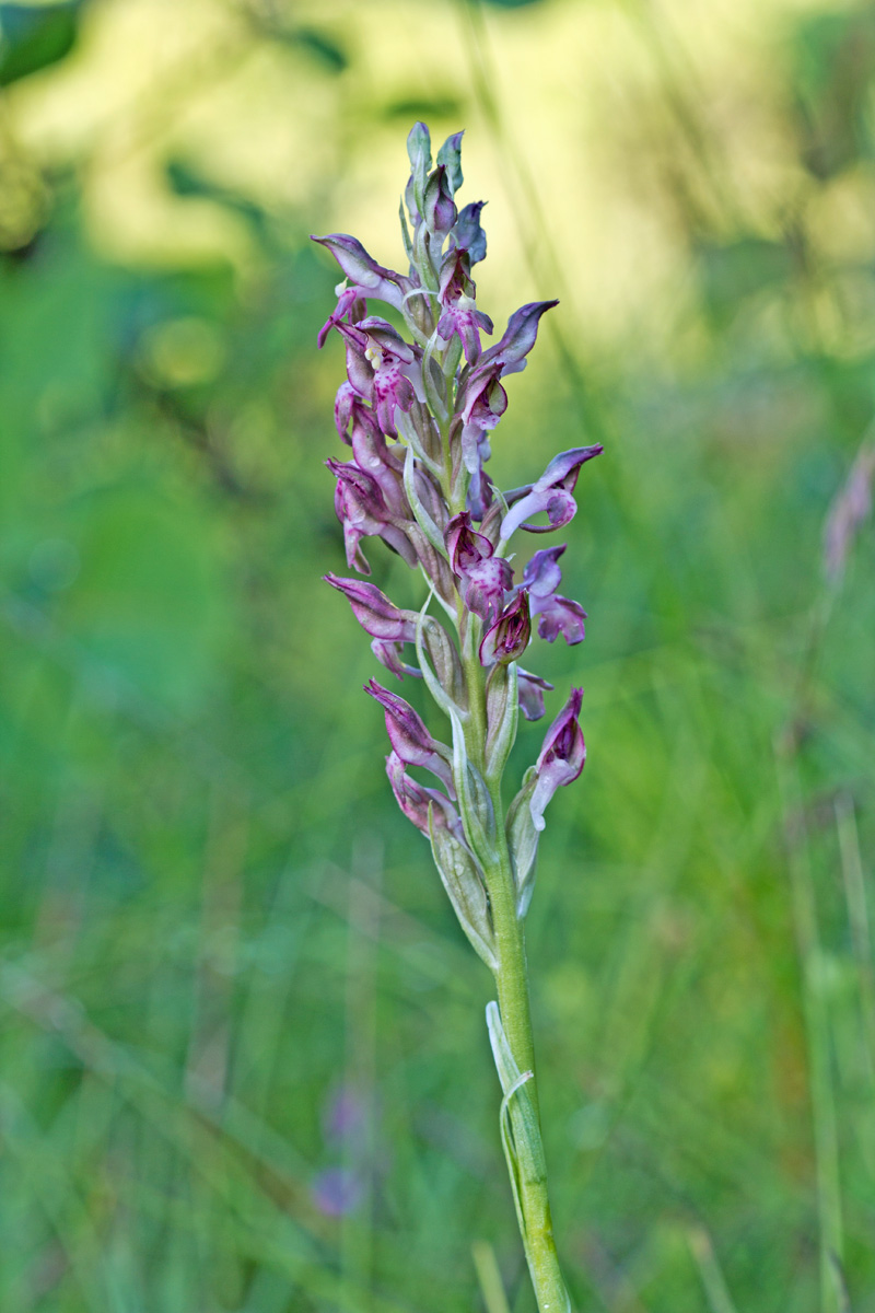 Anacamptis cariophora